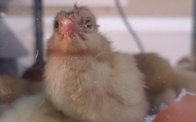 The chicks have hatched!